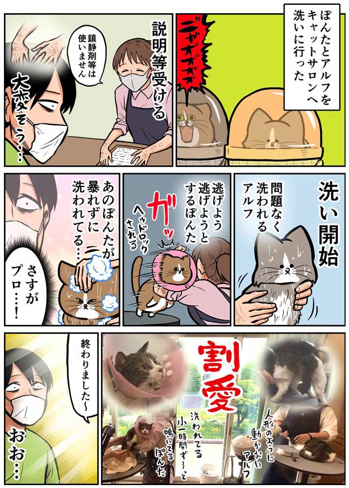 「一度洗ったほうがいい」と獣医師にいわれた飼い主 猫にストレスがかからない方法を調べていると? https://t.co/hznW5g99rK @grapeejpより 