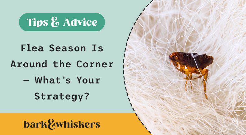drkarenbecker's tweet photo. Flea season is around the corner, and the best way to protect your pet is with a nontoxic deterrent plan that starts now. Prevention is easier than treatment! 👌#PestFreePet #NaturalPestRepellents

Learn nontoxic ways to keep your pet pest-free here: https://t.co/ShcM5ebAlO https://t.co/MISnoxpqHo