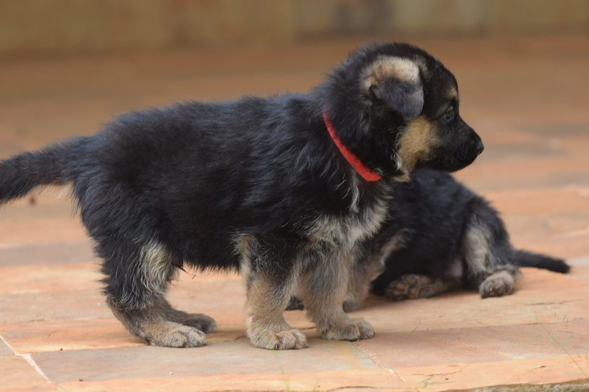 IconicKennels's tweet photo. Available pedigree
.
.
.
.
#eastafrica #eastafrican #eastafricansandboa #fadehaircut #fashion #forextrader #iamnairobian #kenyanmemes #likeforfollow #likesforlike #love #nairobikenya #publicity254 #tanzania #tanzaniaunforgettable #travel #tumewasha #wasafifm #wasafitv #world https://t.co/h8X0gQV2Fb