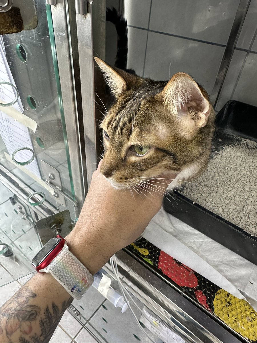 Tevu's tweet photo. Elvis, meu gato, segue melhorando na internação… descobrimos que tem diabetes e terá que manter um tratamento constante de insulina. Se vc é um #gateiro de bichanos #diabéticos, adoraria bater um papo com vc pra aprender mais da vivência https://t.co/7orRzAdYd7