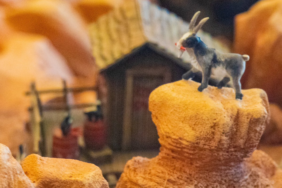mainstgazette's tweet photo. A Model GOAT Goat (October 2022)
#disneylandresort #dlr #disneyresort #disneylandhotel #frontiertower #frontierland #bigthundermountain #bigthundermountainrailroad #btmrr #goat https://t.co/5kplyagoPY