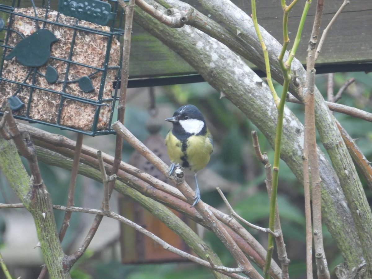gondrup's tweet photo. 6 blue tits
5 wood pigeons
2 great tits
2 robins
2 crows
1 wren
1 blackbird
@Terrell_afc
#BigGardenBirdWatch https://t.co/nMY1psA8Xt