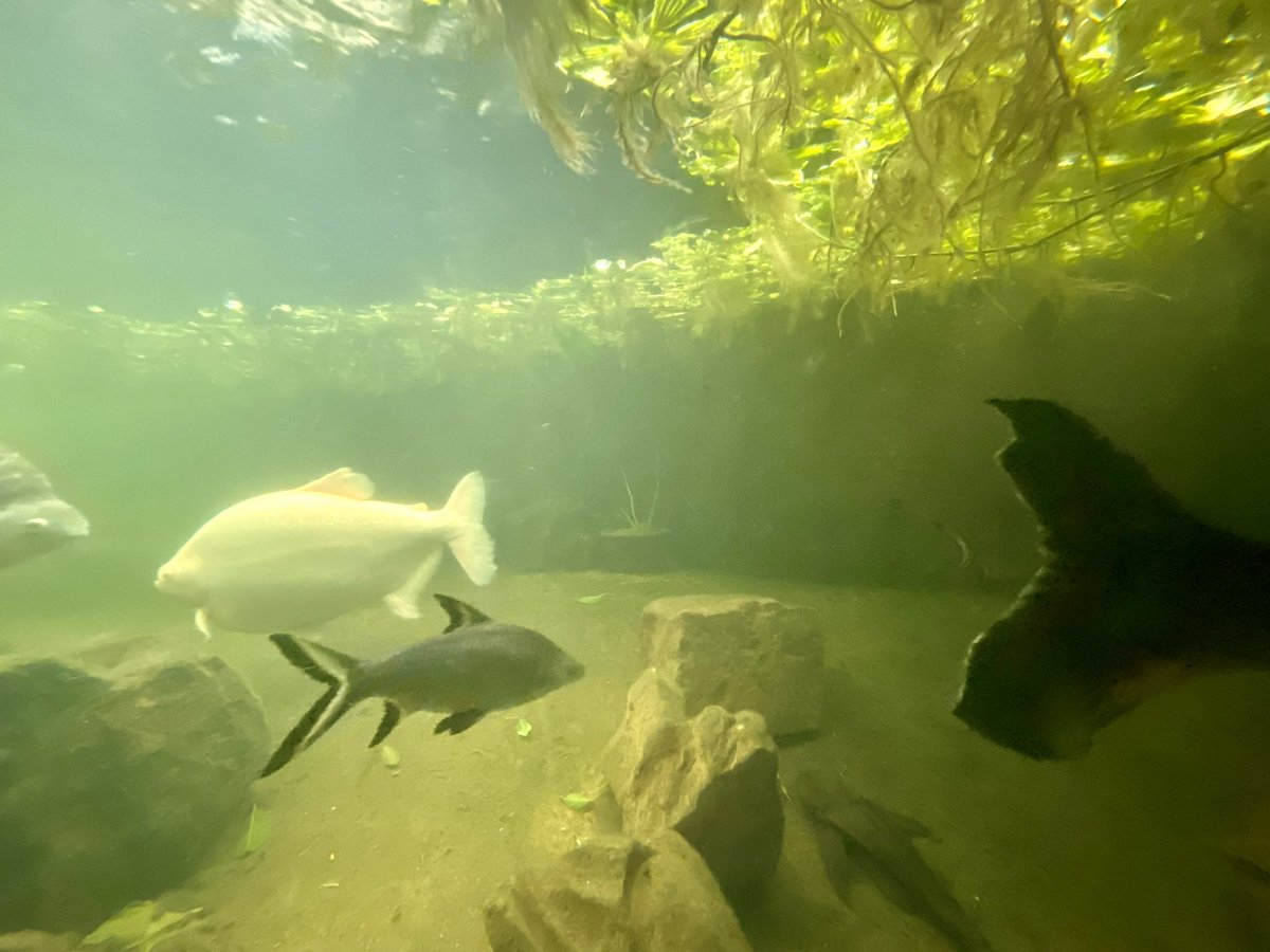 LizzieHelenMay's tweet photo. @DailyPicTheme2 The aquarium #imitates the real undersea world https://t.co/lxKM2gjxjA