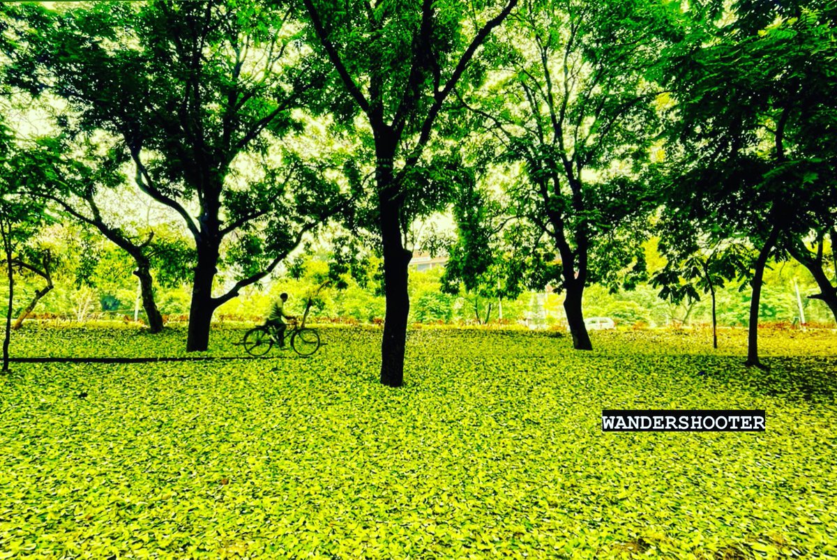 GREEN TRACK : The WINTER RAIN has spread a green carpet of leaves over the cycle tracks of Chandigarh as a commuter pedals past on his daily chore.
<a href="/chd_life/">Chandigarh Life (CHDLIFE)</a> 
<a href="/Diksyadav/">Chandigarh - The City Beautiful</a> 
<a href="/ddifs99/">Debendra Dalai</a> 
<a href="/chandigarh_admn/">Chandigarh Admn</a> 
<a href="/MCChandigarh/">Municipal Corporation Chandigarh</a> 
<a href="/nagarkoti/">Rajinder S Nagarkoti रजिन्दर सिंह नगरकोटी</a>