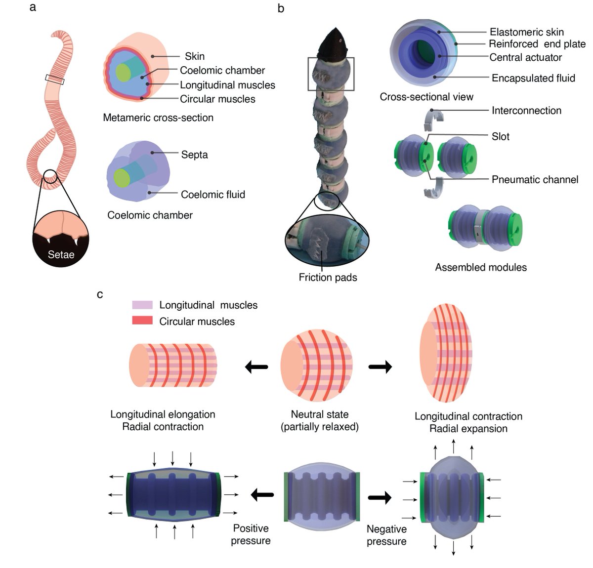 SaravanaBioRob's tweet photo. Thrilled to announce the acceptance of our latest research on robotic locomotion in subterranean environments! @NaturePortfolio @SciReports article, 'An earthworm-like modular soft robot for locomotion in multi-terrain environments'  #bioinspiration
Link: https://t.co/fP2tFc5OHE https://t.co/5EmqKdV1Mp