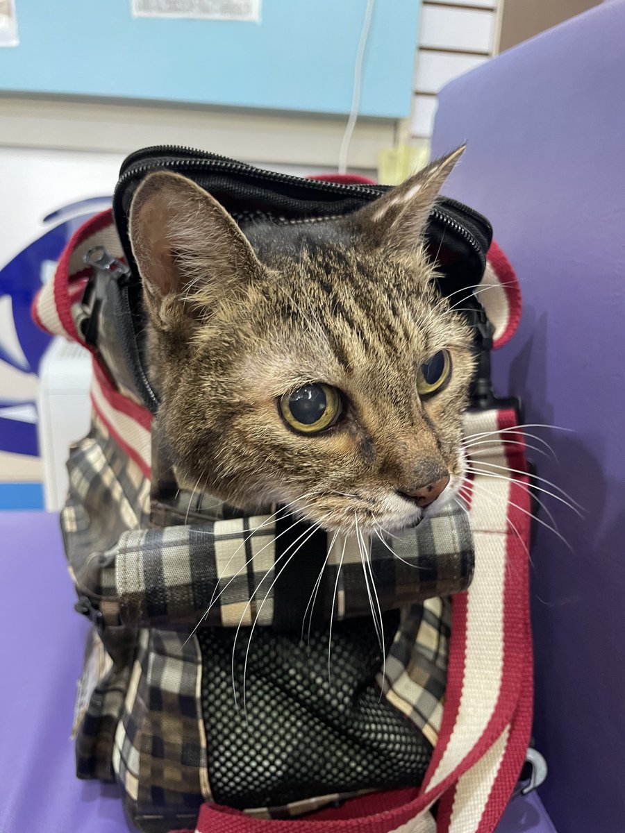 神楽坂雯麗🏳️‍⚧️ tweet media