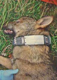 En agosto de 2012 el Parque Nacional Picos de Europa abatió al lobo "Marley", que ellos mismos habían radiomarcado para un estudio científico...que estaba arrojando resultados incómodos para el sector ganadero. No se pudo caer más bajo. Para saber más: bit.ly/3XJbpWu