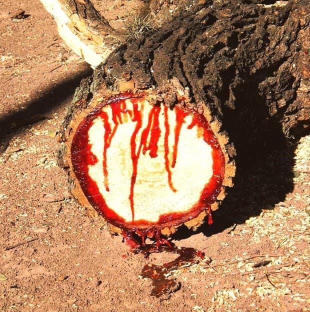 matigary's tweet photo. This tree is used for multiple medicinal purposes. Do you know it’s name and it’s medicinal uses? https://t.co/07c7yekF2H