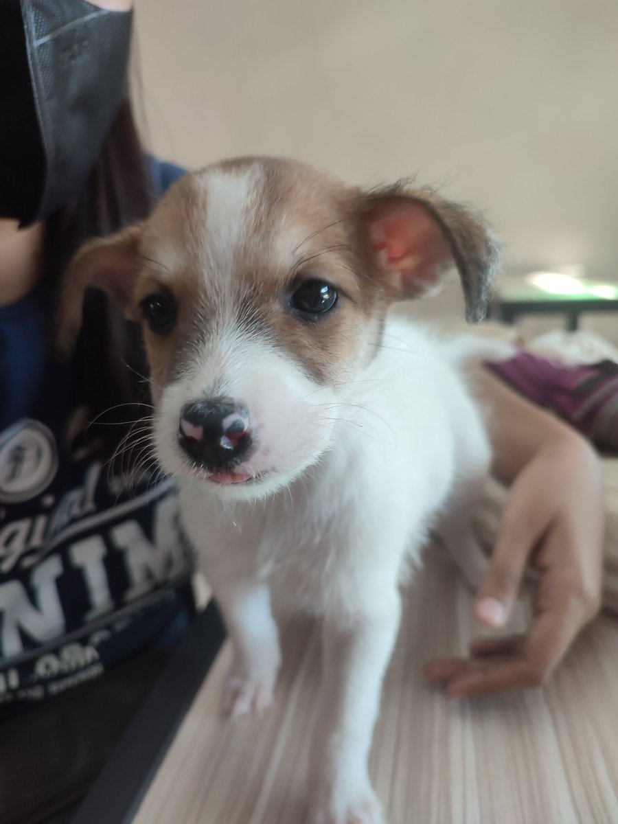 _rhamia's tweet photo. Lily 🐾🤍 https://t.co/L64ZFtqLhR