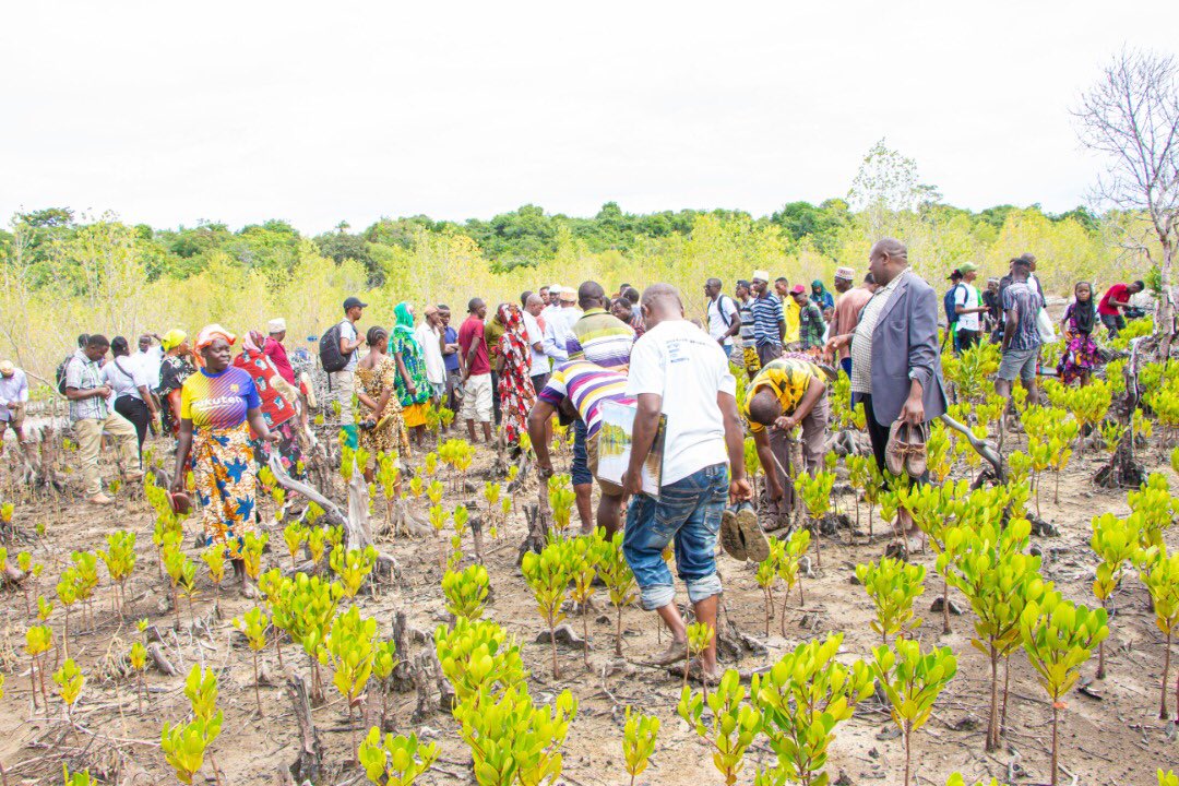 MazingiraPlus's tweet photo. Ecosystem Based Adaptation 
Mangroves restoration protection can be an effective adaptation strategy as these ecosystems act as a buffer against strong winds and waves and prevent coastal erosion 
#EbA #NbS #restoration #Tanzania https://t.co/pSUTUq6jhw