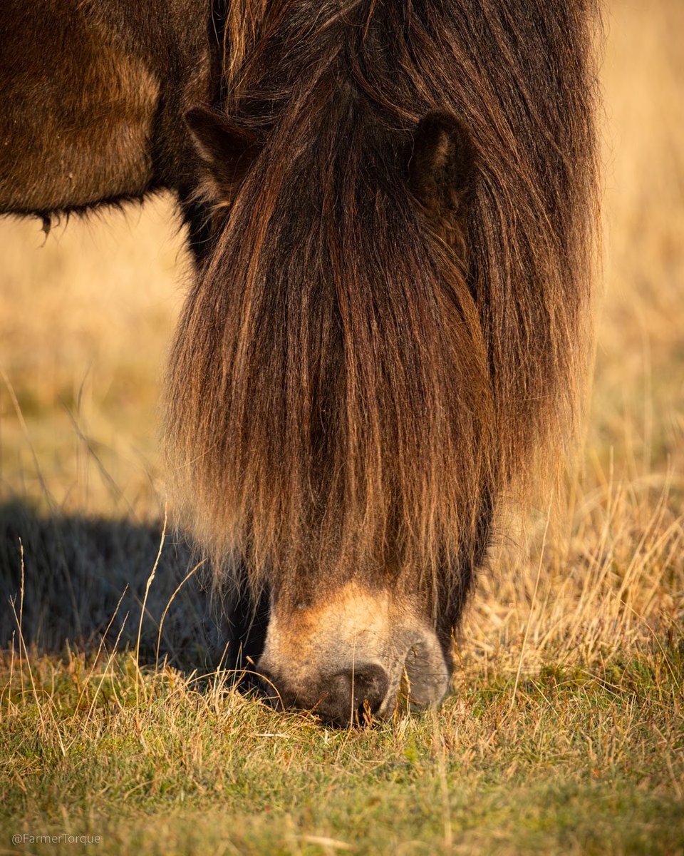 Maybe time for a trim…✂️✂️✂️

#exmoorpony #visitexmoor #somersetlife #pony