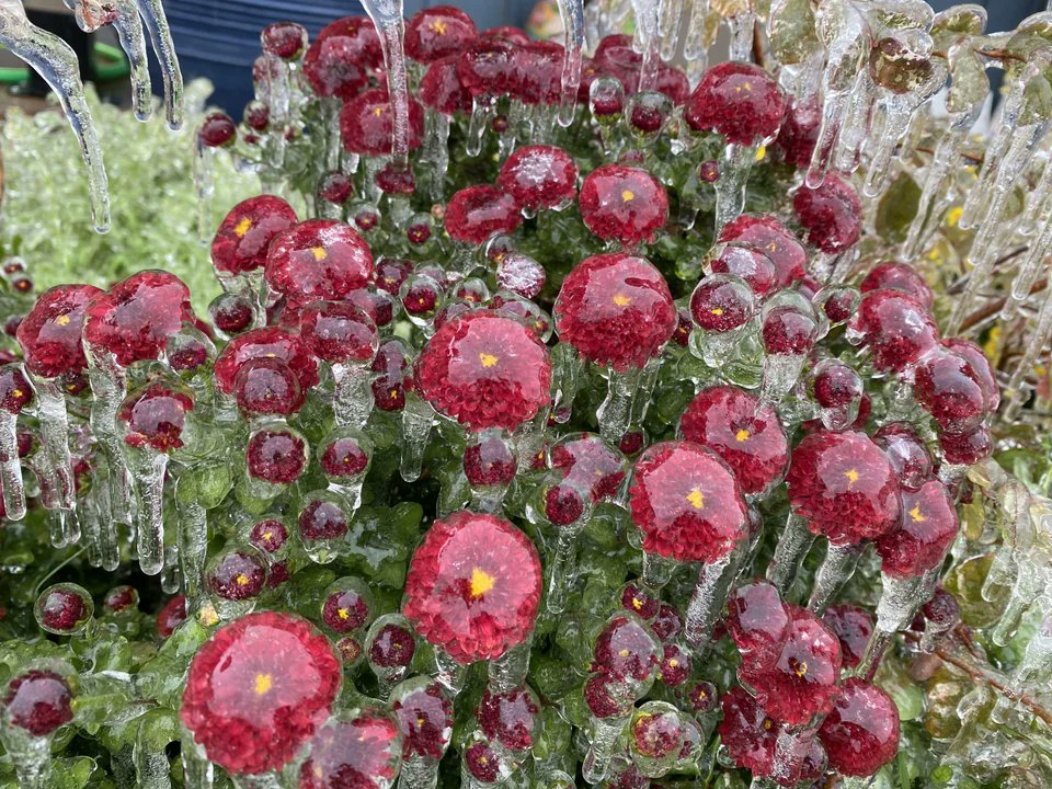 Rainmaker1973's tweet photo. The U.S. National Weather Service defines an ice storm as a storm which results in the accumulation of at least 0.25-inch (6.4 mm) of ice on exposed surfaces. These are flowers photographed in Oklahoma City in October 2020

[📷 u/BongerB: https://t.co/pHHZf8bImE] https://t.co/K389IDAugo