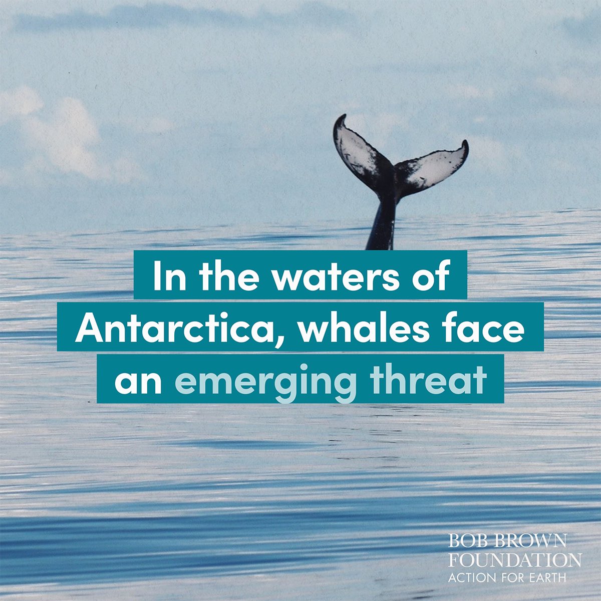 BobBrownFndn's tweet photo. There are big things coming for our Antarctica campaign. 

Antarctica is one of the worlds last great wild places.

But this incredible ecosystem, and the animals that call it home, face growing threats.

Stay tuned to find out more soon.

#antarctica #environment #protect https://t.co/KtKlrNAWsS