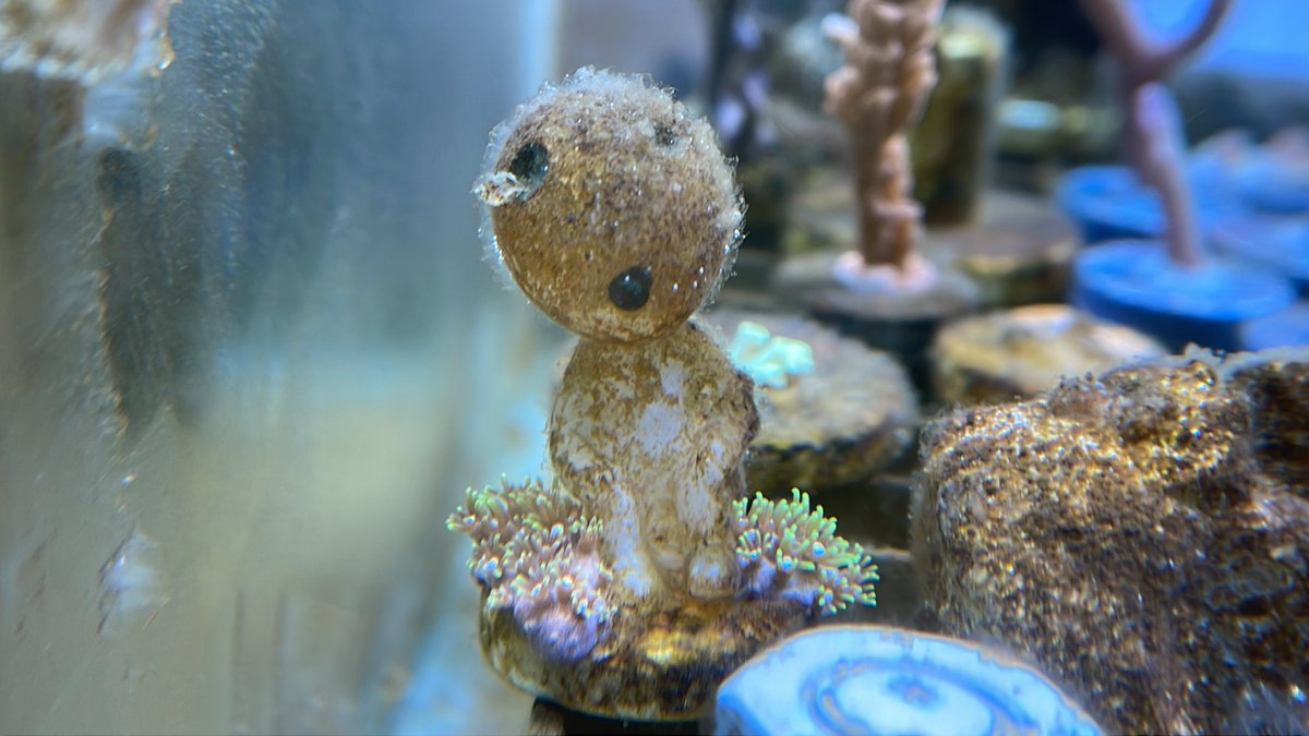 m7_Micro_sea's tweet photo. すっかり毛深くなったコダマちゃん
ポリプもようやく咲き揃って来た😅 https://t.co/0v0P7xhy3e