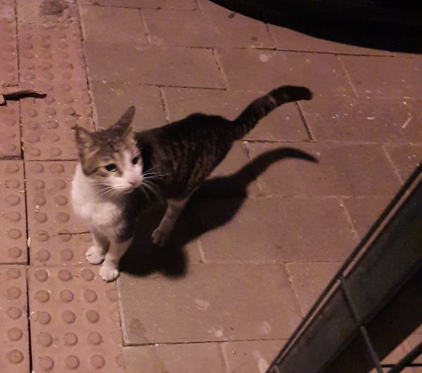 Este pequeño lleva varios dias en mi calle.No se si se ha escapado o es un abandono.Parece un gatito joven y esta castrado .No tiene microchip y llora cada vez que ve a alguien .ES CASERO 100%..NECESITA UN HOGAR SEVILLA España.Tlf 654562607.