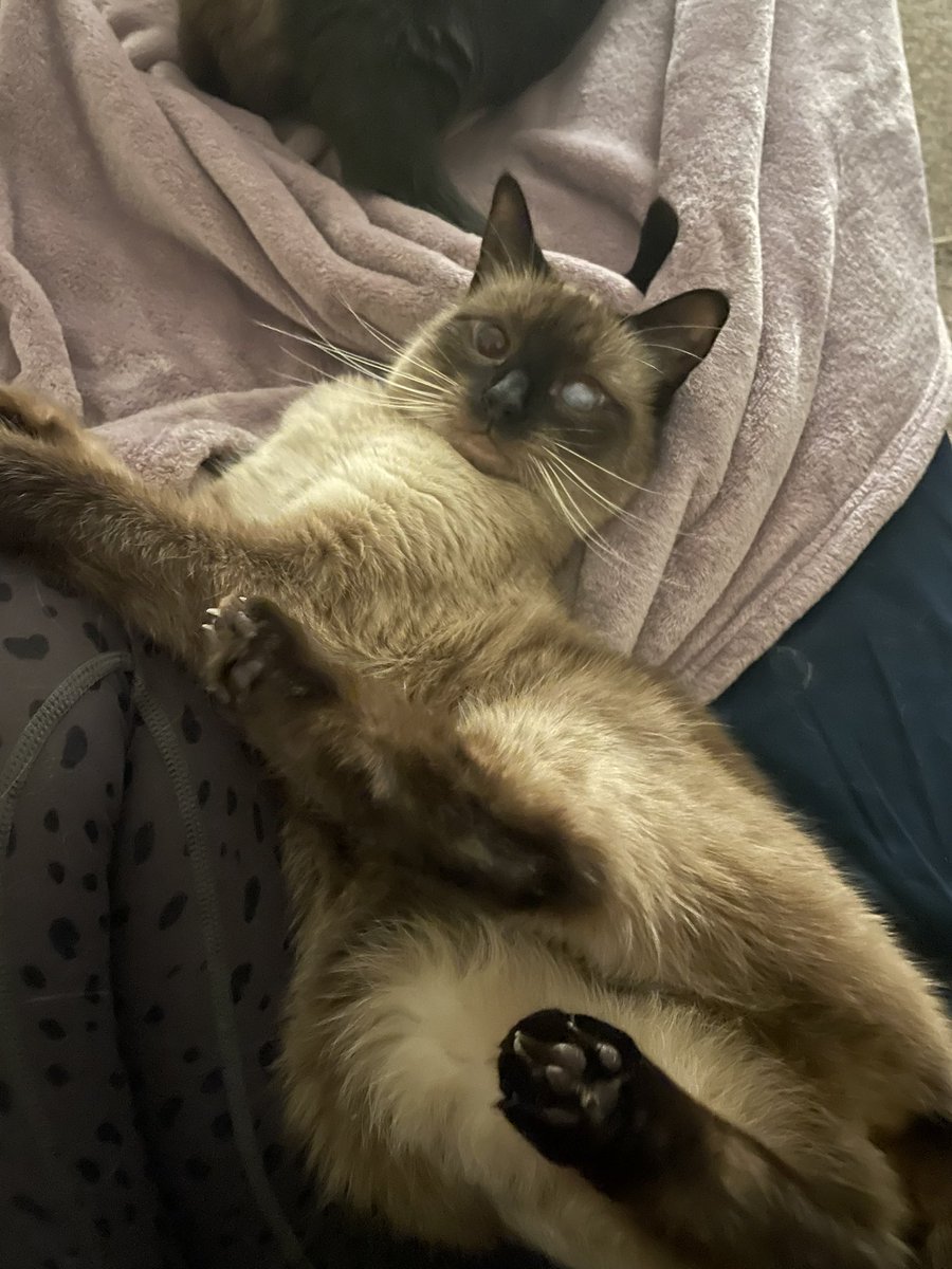 SporklessHiker's tweet photo. Stop staring at me #siamese #cat #CatsOfTwitter #CatsOnTwitter #catsofinstagram https://t.co/mZs82kRI2g