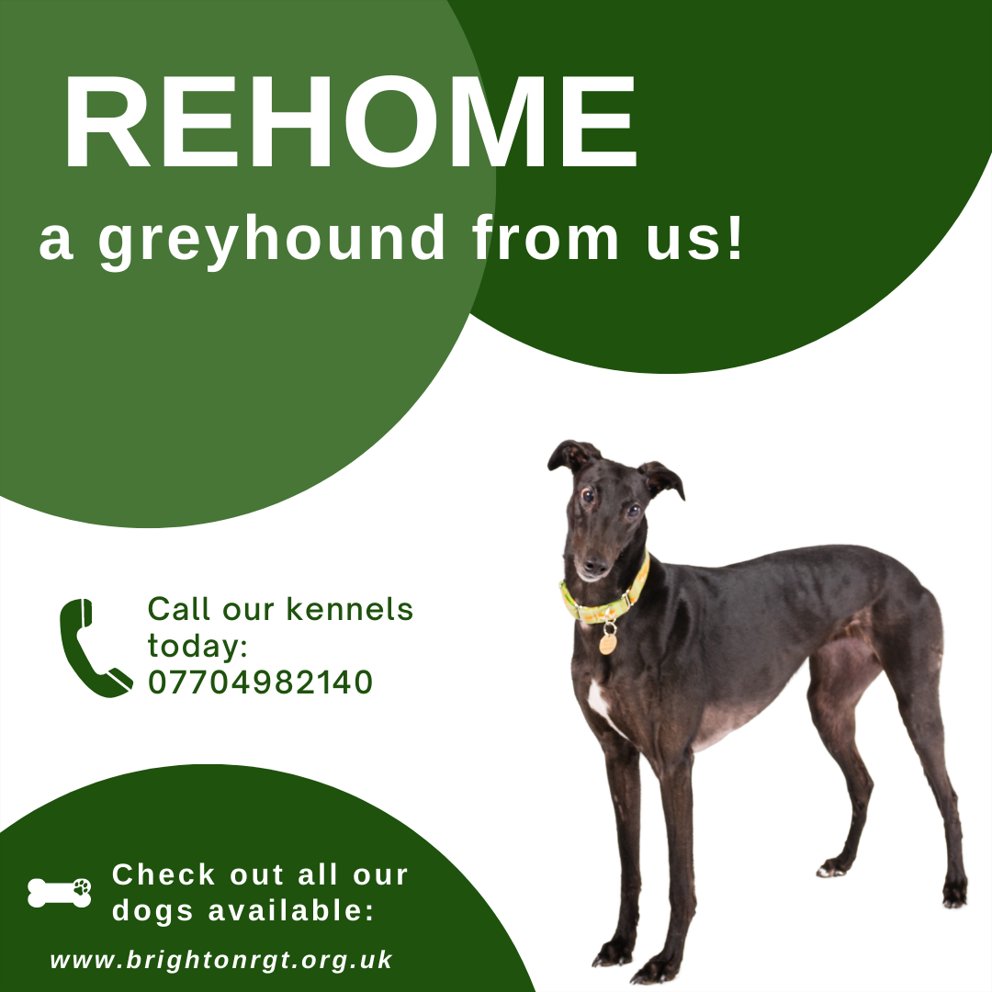 Looking to rehome a greyhound. Get in touch with our kennels...
#rehome #greyhound #getintouch #kennels #brighton #hove #sussex #brightonbeach #brightonlife #lovebrihgton #england