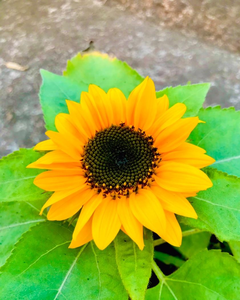 SufianTense's tweet photo. #Commonsunflower #Hibiscusflower #FlatBean #FlowersOnFriday #Sun #Cloud  #TwitterNaturePhotography 
    #ThePhotoHour 
          #SufianTense 
When you come back
 I'm awake, I'm not asleep,
 When you come back
 Love did not fly away. https://t.co/eiXco4sDoP