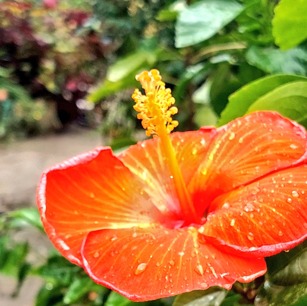 SufianTense's tweet photo. #Commonsunflower #Hibiscusflower #FlatBean #FlowersOnFriday #Sun #Cloud  #TwitterNaturePhotography 
    #ThePhotoHour 
          #SufianTense 
When you come back
 I'm awake, I'm not asleep,
 When you come back
 Love did not fly away. https://t.co/eiXco4sDoP