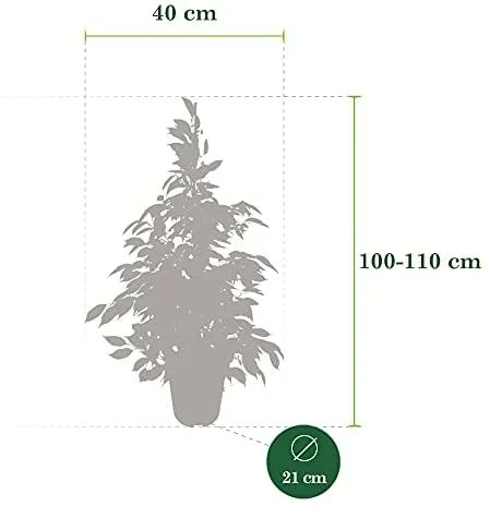 CheasyLtd's tweet photo. Ficus benjamina “Anastasia” XL | Weeping Fig | Height 100-110 cm Pot Ø 21 cm – Cheasy Ltd. https://t.co/JAX9vGbqMK https://t.co/S6gZxE7oQX