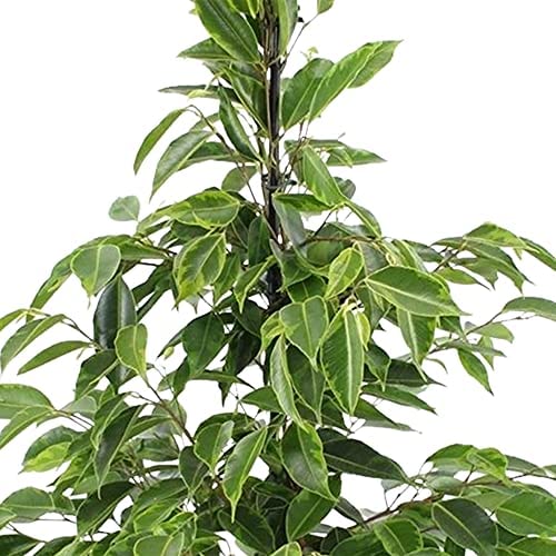 CheasyLtd's tweet photo. Ficus benjamina “Anastasia” XL | Weeping Fig | Height 100-110 cm Pot Ø 21 cm – Cheasy Ltd. https://t.co/JAX9vGbqMK https://t.co/S6gZxE7oQX