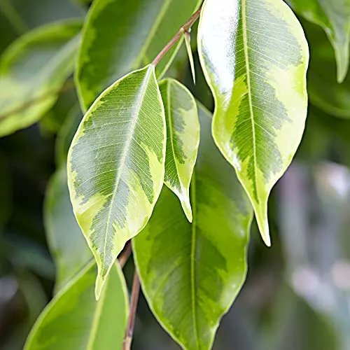 CheasyLtd's tweet photo. Ficus benjamina “Anastasia” XL | Weeping Fig | Height 100-110 cm Pot Ø 21 cm – Cheasy Ltd. https://t.co/JAX9vGbqMK https://t.co/S6gZxE7oQX