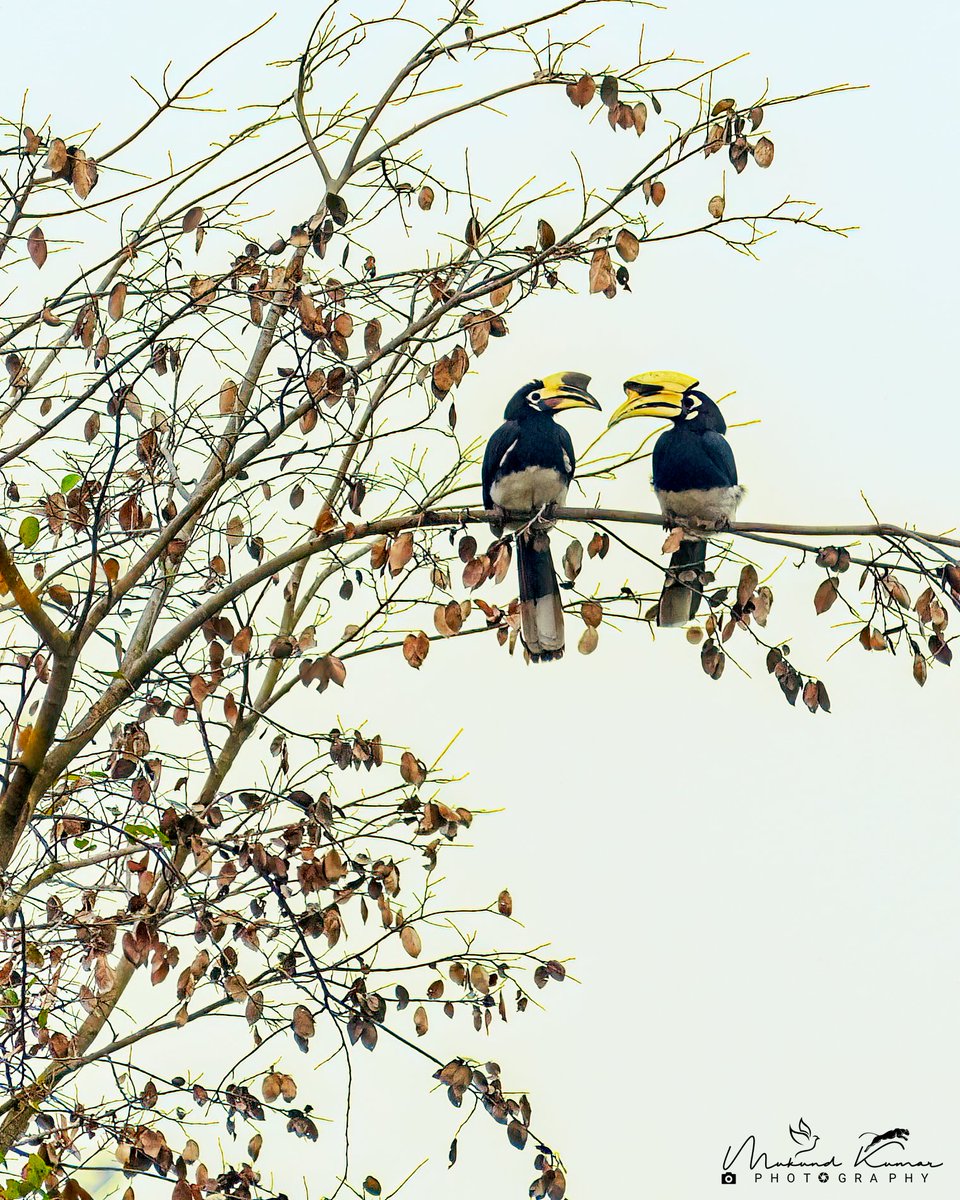 Oriental pied hornbill pair.
Jhilmil Jheel, Rajaji NP. Haridwar, Uttarakhand
#IndiAves #birdwatching #birdphotography #birdoftheday #BirdsOfTwitter #birdsinindia