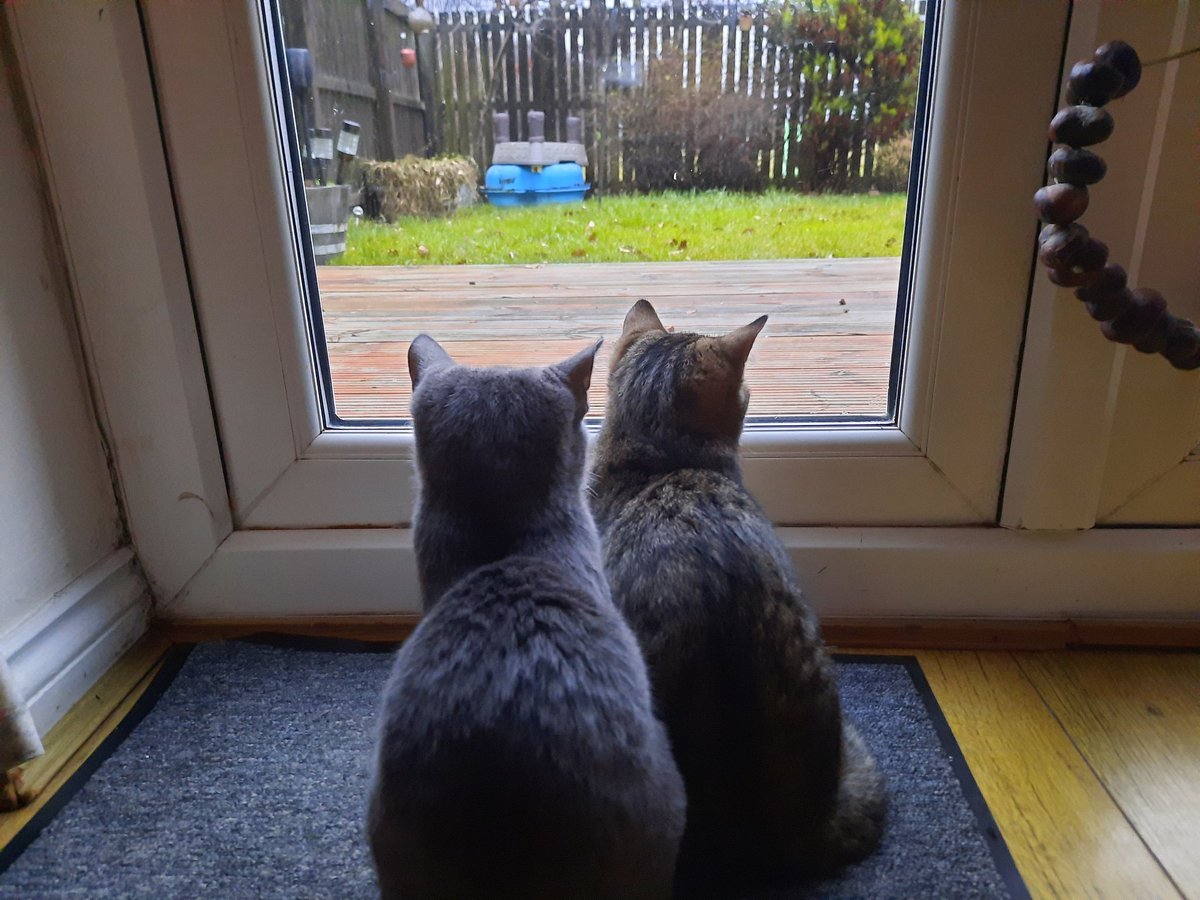 The kittens waiting patiently as they take part in their first #gardenbirdwatch