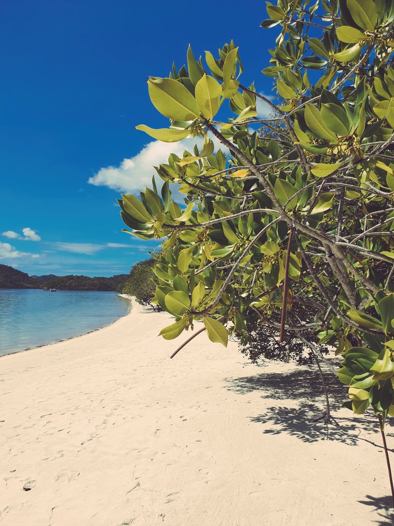 Recahanimation's tweet photo. Privasea #WanderRecah https://t.co/c8pTjhk3Yr