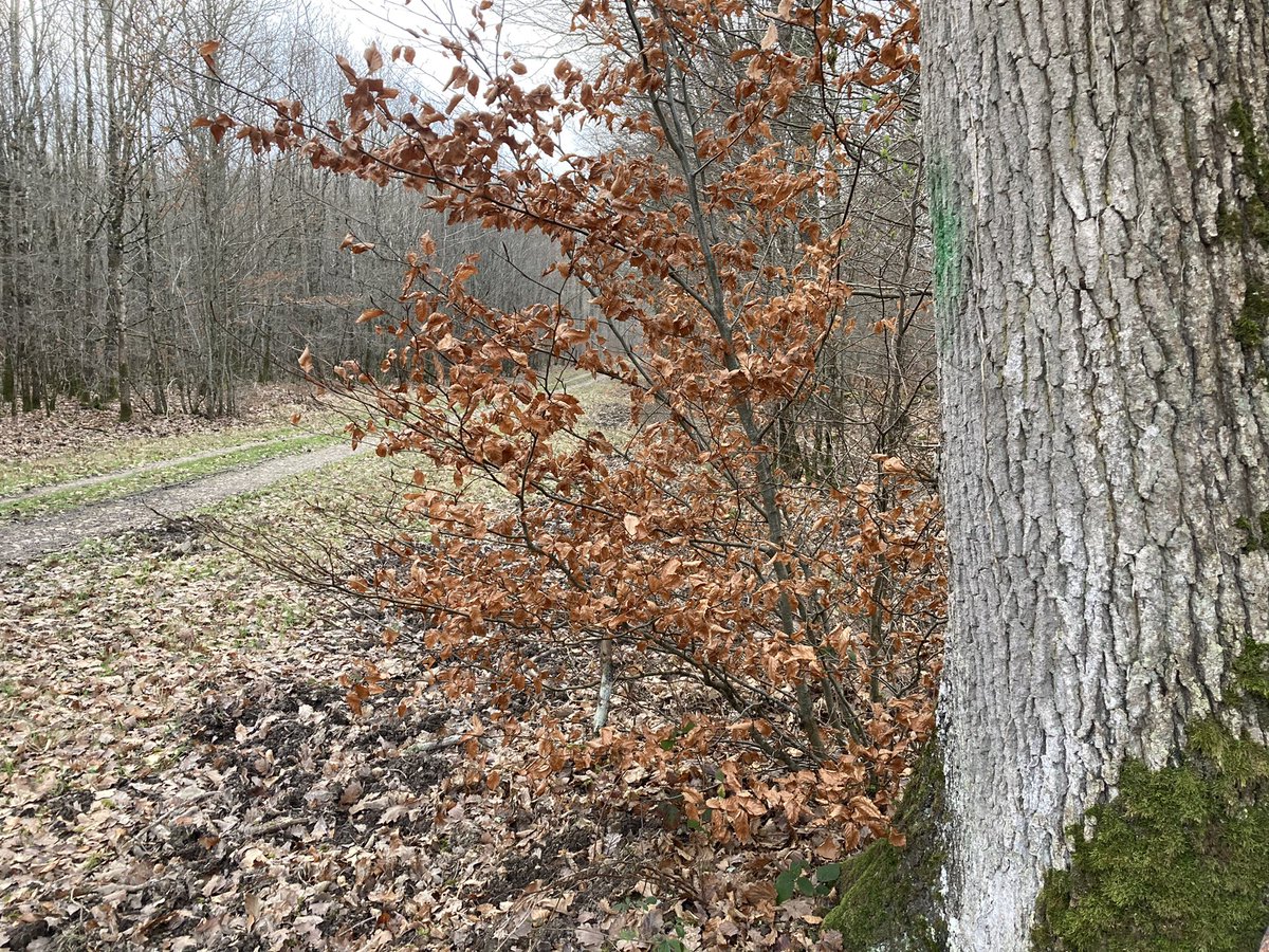 BONNIN1402's tweet photo. @Christo31450117 @chasseurdedahut @RVHunter57 @agric15 @EgideRurale @Entrefins58 @GaetanRoussea13 0 degré sans vent et bien plus agréable que +4 hier venté.
Foyard et son feuillage marcescent ou chêne centenaire pour se camoufler 👍.
Feuilles 🍂 sèches pour écouter arriver 🐿🐾🦌🐗🦊.
Oiseaux qui chantent et TGV #pk97.2 @wallygatore07
Appareil photo 📸 prêt!
@ONF_Officiel https://t.co/OtrTkpEXYZ