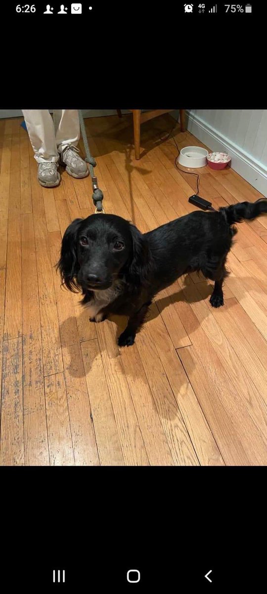 Rosie Doc (@rosiedoc666) on Twitter photo This is my dog hes name is jack hes a male missing from monkstown avenue #blackrock co #Dublin if found call my number 0852897779
m.facebook.com/groups/2264733…
<a href="/StolenNi/">Missing, Stolen Dogs NI & Ireland- L.N.</a> <a href="/MissingDogsIrl/">Missing Dogs Ireland</a> <a href="/MissingStolen/">MissingStolenAnimalsIrelandGroup/Bring AKI HOME</a> <a href="/Michellecstitch/">michelle Henderson</a> <a href="/bs2510/">beth</a> <a href="/BlueFrenchie1/">Blue Frenchie</a> <a href="/KarenFi51820768/">Karen Field</a> <a href="/AlanDaffern/">John David Alan Daffern and Davey d...all grown up</a> <a href="/RachaelB100/">Rachael</a> This is my dog hes name is jack hes a male missing from monkstown avenue #blackrock co #Dublin if found call my number 0852897779
m.facebook.com/groups/2264733…
<a href="/StolenNi/">Missing, Stolen Dogs NI & Ireland- L.N.</a> <a href="/MissingDogsIrl/">Missing Dogs Ireland</a> <a href="/MissingStolen/">MissingStolenAnimalsIrelandGroup/Bring AKI HOME</a> <a href="/Michellecstitch/">michelle Henderson</a> <a href="/bs2510/">beth</a> <a href="/BlueFrenchie1/">Blue Frenchie</a> <a href="/KarenFi51820768/">Karen Field</a> <a href="/AlanDaffern/">John David Alan Daffern and Davey d...all grown up</a> <a href="/RachaelB100/">Rachael</a>