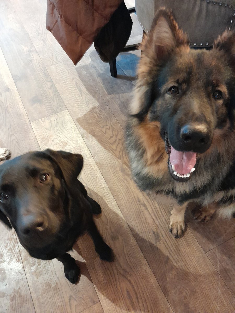 RBehaviourist's tweet photo. These two had a nice time learning new skills a few weeks ago. https://t.co/b6LuhBRr81