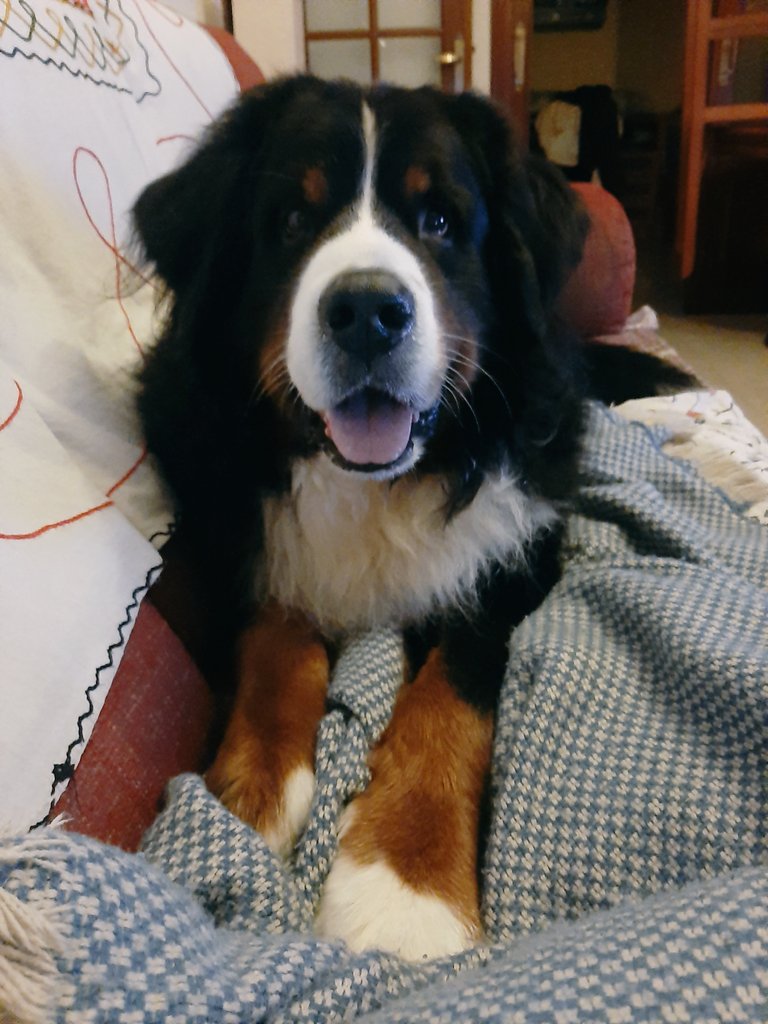 BernerLeo's tweet photo. Leo couch potatoe trying to be snuggly
#bernesemountaindog #dogsoftwitter https://t.co/K2P11wcd2H
