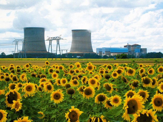 Sunflowers are used to assist in clean up after a nuclear disaster. They are hyperaccumulators, capable of absorbing toxic heavy metals from the ground and have been planted at both Chernobyl and Fukushima in the attempt to aid in soil restoration ow.ly/sZ6L50xSyNW