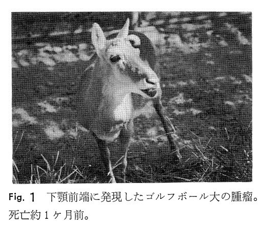 ハトバテリウム on Twitter