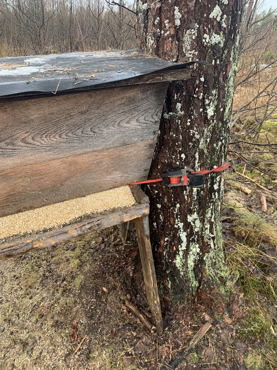 Nu får grisarna kämpa lite iaf.