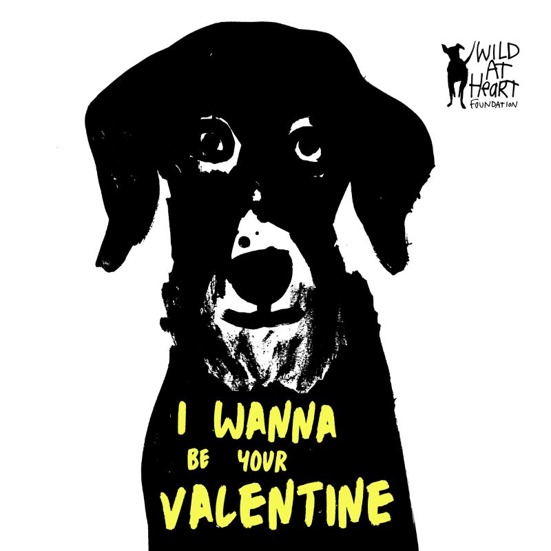 Wild at Heart Foundation tweet media