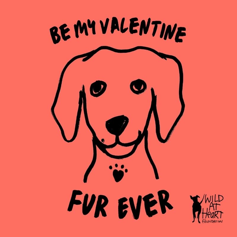 Wild at Heart Foundation tweet media