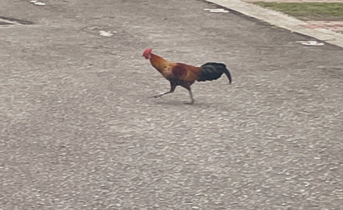 PRO_FITS's tweet photo. Seriously, why did the chicken cross the road? https://t.co/P2uTJNocMc