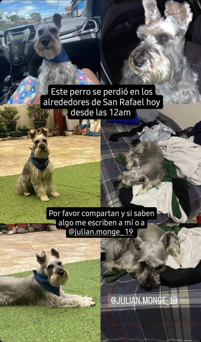 ⚠️Ayúdenme por fa. ⚠️ 🫶🏻
La noche de hoy mi perrito se perdió, en cerca de la casa de mis papás, por el MaxiPali Oreamuno. Cualquier I información que sepan por fa me la hacen saber. Con un rt ayudan. 😭