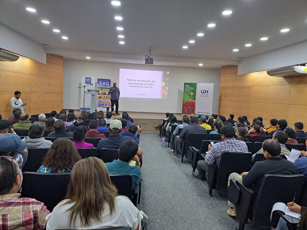 esanblas's tweet photo. Casa llena !!!!
140 productores de frutilla de la region de O'Higgins asistieron al exitoso el taller de actualización del nematodo de la frutilla Aphelenchoides fragariae en @uohiggins https://t.co/43Phcu6uVq