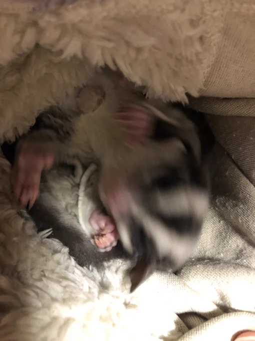 頭ふりまくるモモンガベイビー 