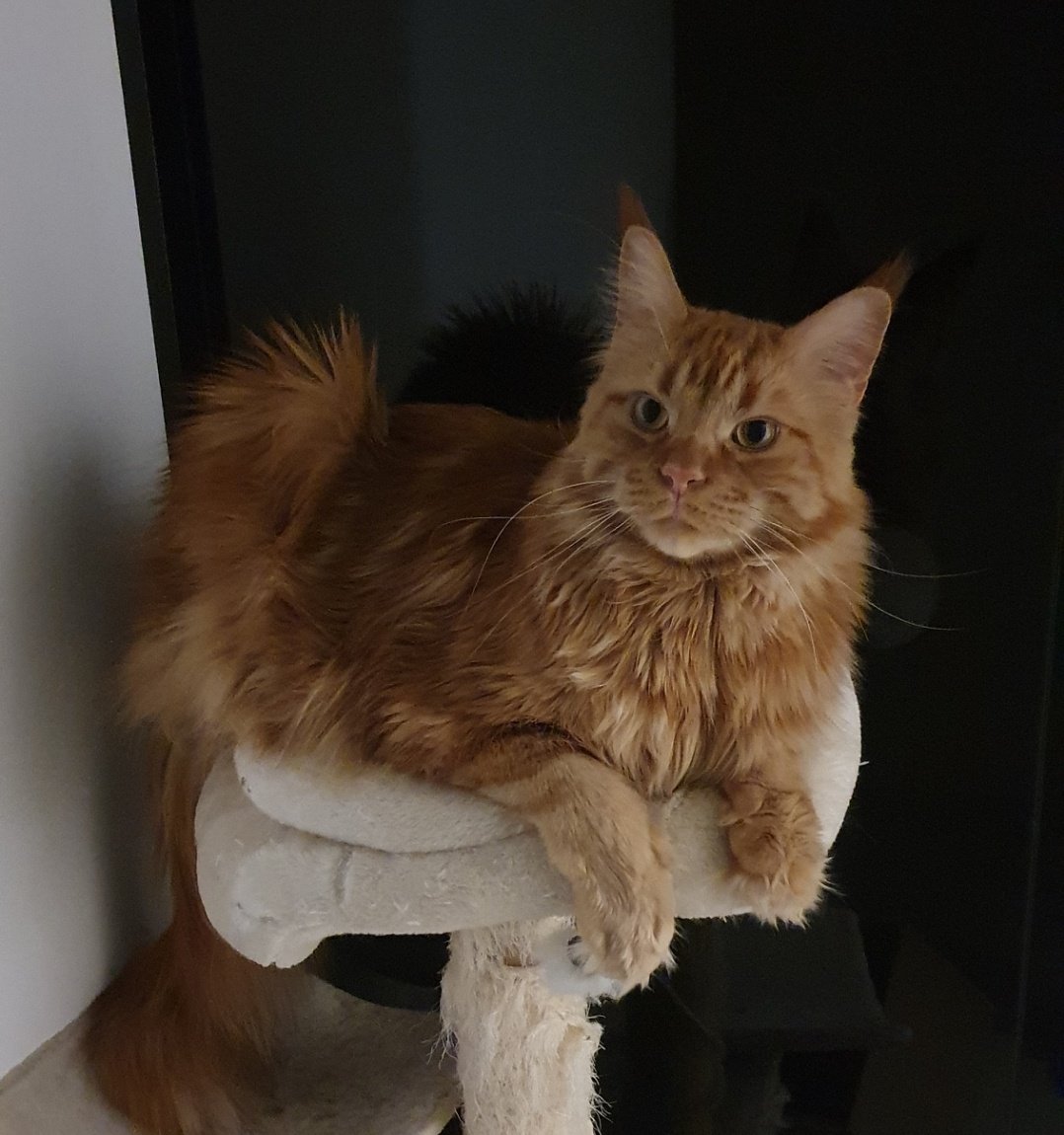 ⋆｡°✩dajcie RT dla kotków⋆｡°✩
#MASTERCARDGRAZWOSP