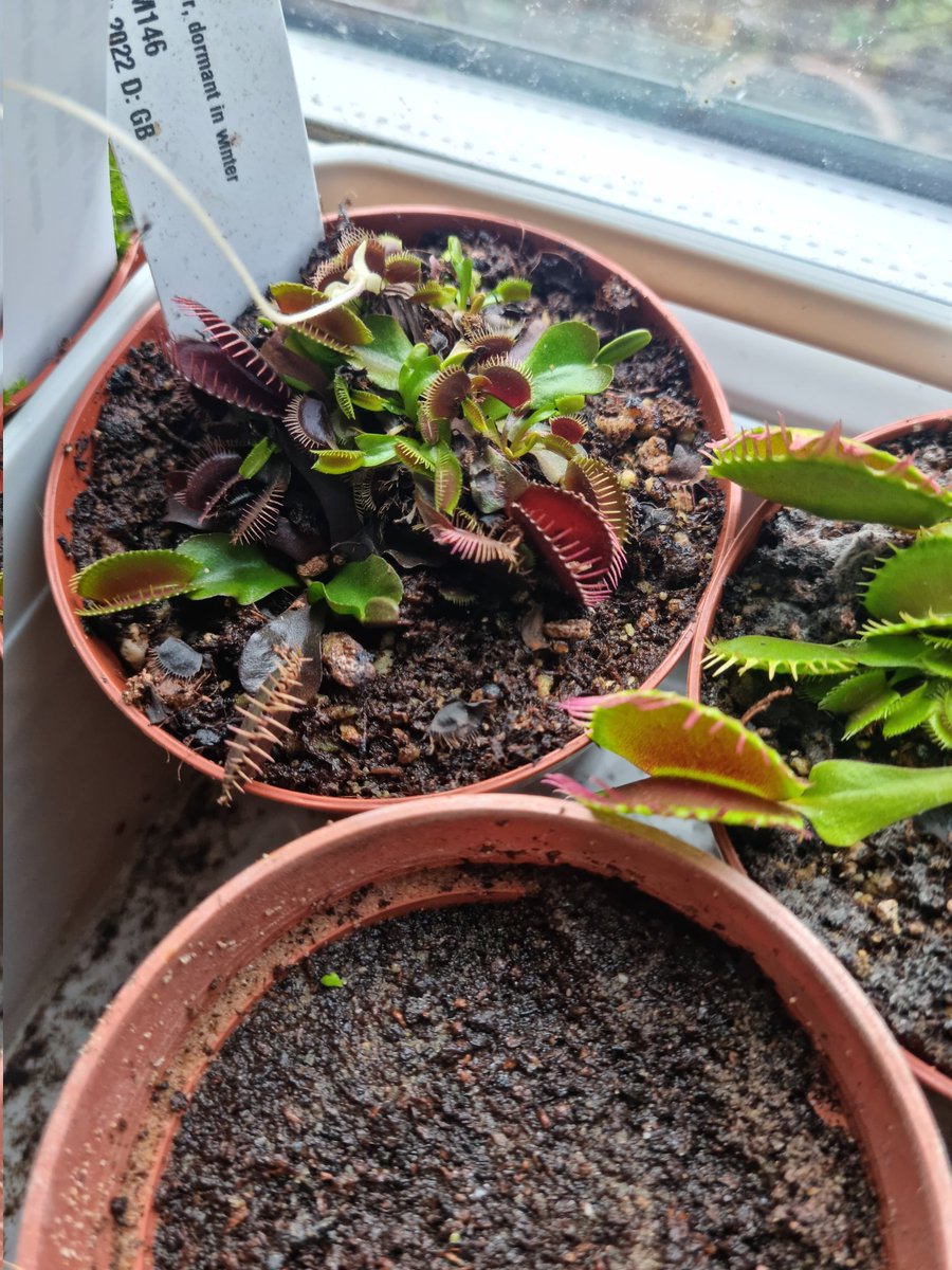 <a href="/WWickedPlants/">Wacks Wicked Plants</a> almost through the winter!