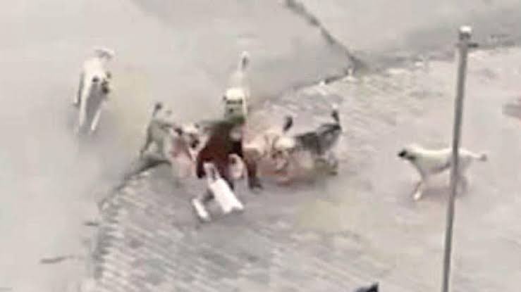 Yine bir çocuk başıboş köpek saldırısıyla hayatını kaybetti. İnsan hayatına kast eden bu duruma tedbir almayan yerel yöneticilere savcılar kamu davası açmalı. Yeni bir kanuna gerek yok. TCK daki ilgili kanunlar insan sağlığını ve güvenliğini tehdit eden durumlara karşı yeterlidir