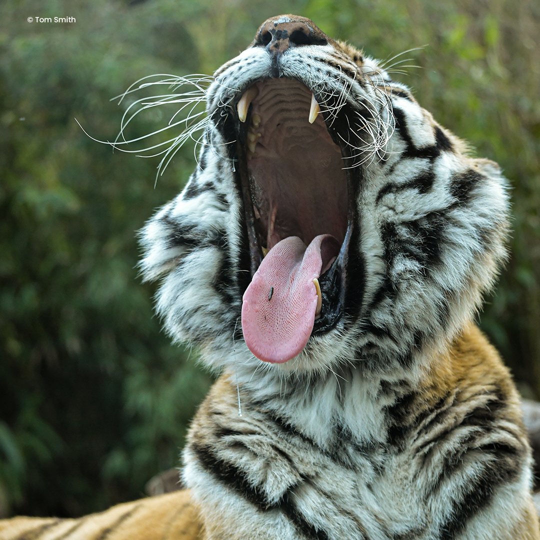 ColchesterZoo's tweet photo. Thereโs nothing better than enjoying a PURR-FECT snooze! ๐ค #SleepSunday https://t.co/fzEJ0EPoYo