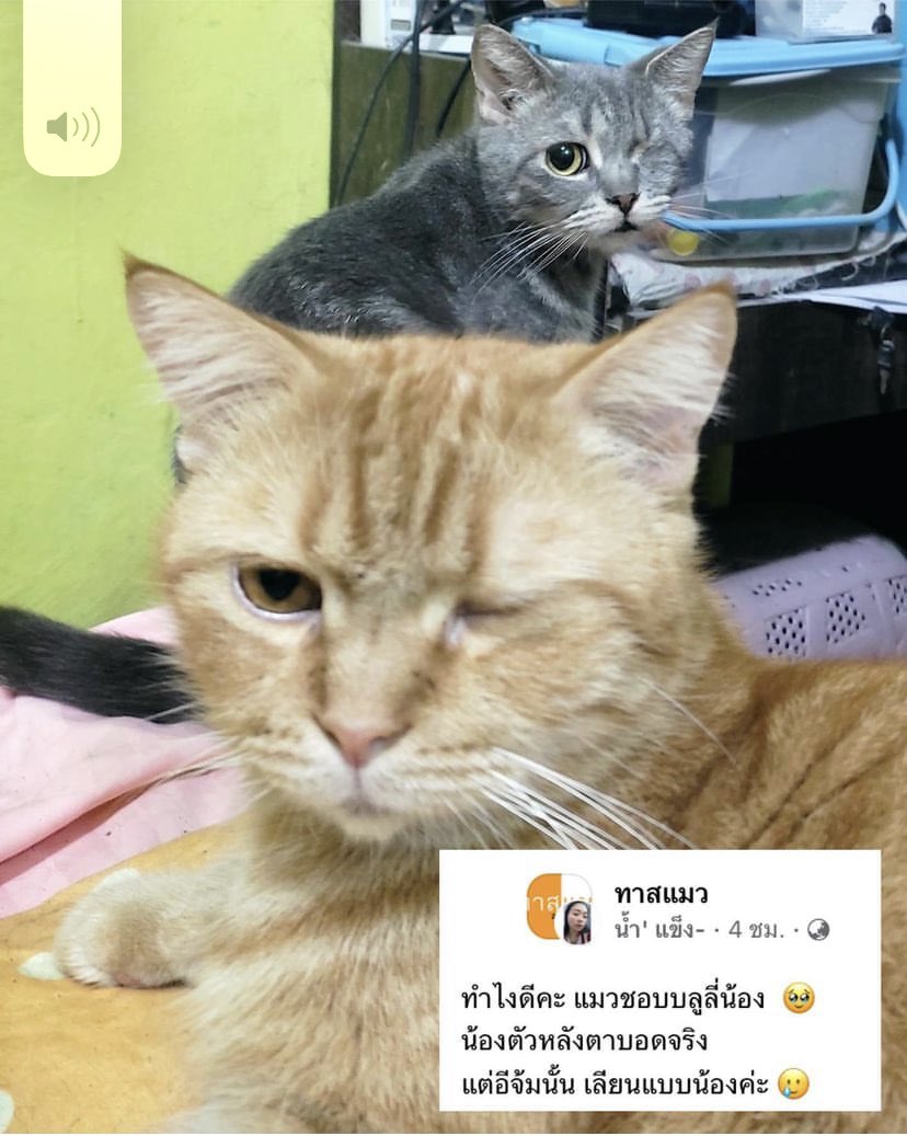 fffuujkkk's tweet photo. แมวส้มมันร้าย https://t.co/tRUPNyUBji