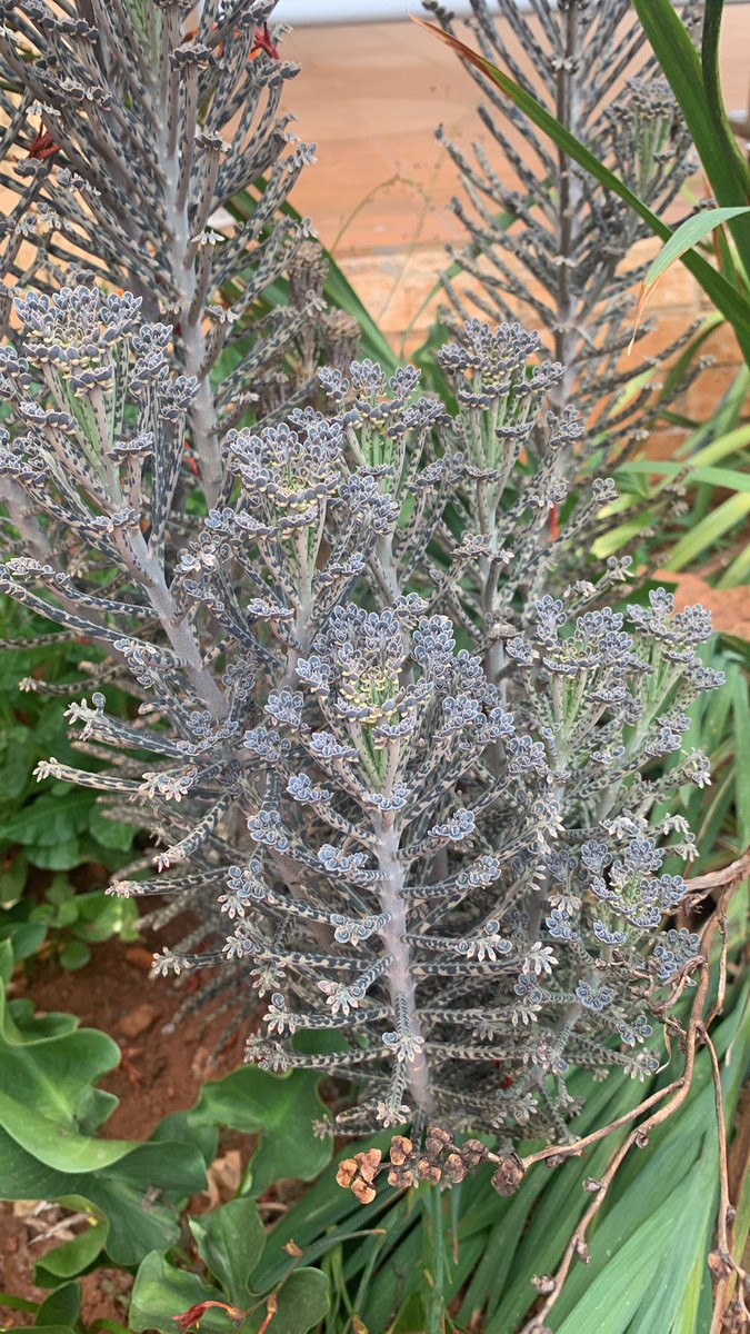 kongsingdeli's tweet photo. 1000 hands🌵 https://t.co/XVBCGN06xi