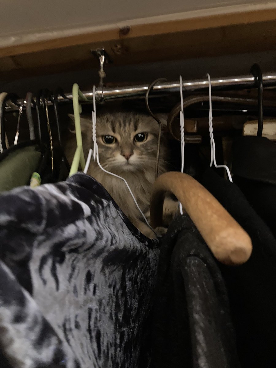 What?!
#SundayMorning #CatsOnTwitter