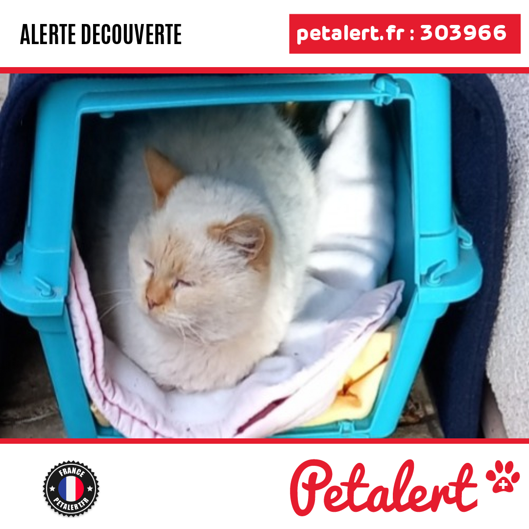 Trouvé #Chat #Vosges #SaintNabord #Petalert  #PetAlert88 / p3t.co/y6knJ